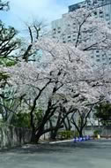 国民生活センターの桜