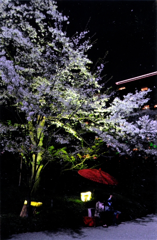 八芳園の夜桜