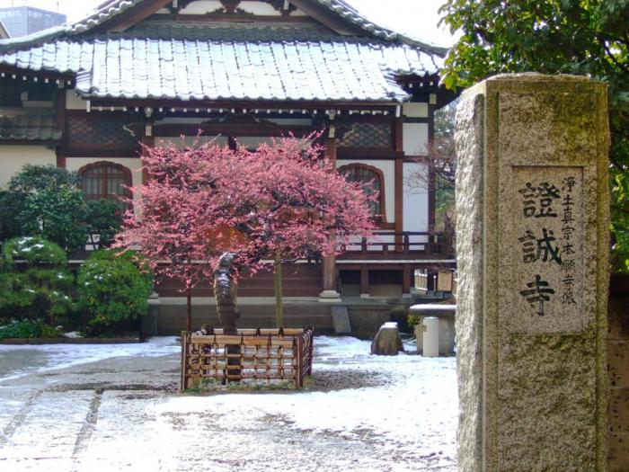 證誠寺の紅梅と雪