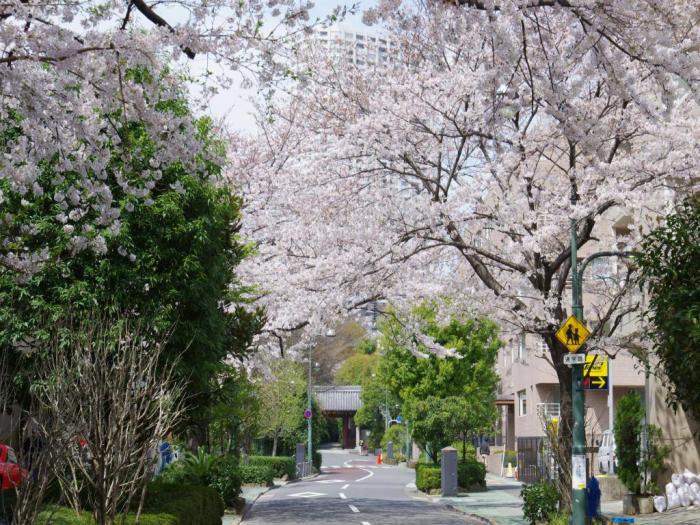 東禅寺山門前の桜