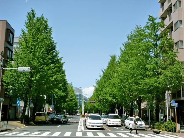 プラチナ通りの初夏