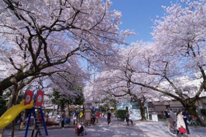 白金児童遊園（猿町公園）の桜