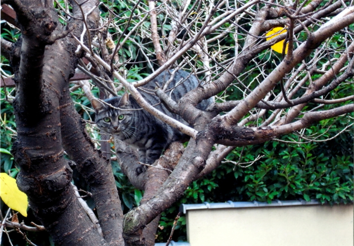 幽霊坂の木登り猫